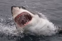 Điểm danh loài vật có cú cắn uy lực nhất