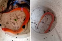 “Sâm động vật dưới nước” là lươn vàng quý nhưng không hiếm