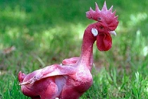 Cực dị giống gà không lông, đỏ rực như lửa độc nhất TG 