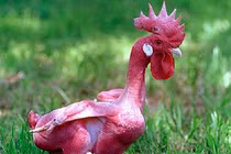 Cực dị giống gà không lông, đỏ rực như lửa độc nhất TG 