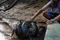 Bắt gặp “quả bóng thịt” bên bờ sông, thất kinh khi thấy nó động đậy 