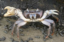 Kinh ngạc đôi càng dị hình của loài cua cạn lớn nhất Việt Nam 