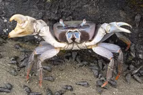 Kinh ngạc đôi càng dị hình của loài cua cạn lớn nhất Việt Nam 