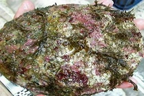 Nhặt hòn đá bám đầy rêu trên biển, cô gái phát tài trong nháy mắt 