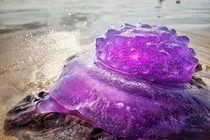 Bắt gặp sinh vật “ngoài hành tinh” màu tím ngắt trên bãi biển