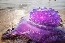 Bắt gặp sinh vật “ngoài hành tinh” màu tím ngắt trên bãi biển