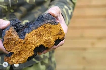 Phát hiện loại nấm quý tác dụng như "thần dược"