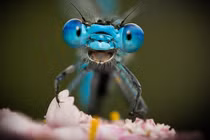 Sặc cười khoảnh khắc hài hước “đúng thời điểm” của động vật