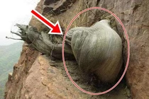 Lên núi tìm được “quốc bảo”, đến chuyên gia cũng phải ghen tị