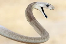 Top 10 loài rắn nguy hiểm nhất thế giới 