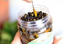 Loại quả dại ở Việt Nam, nay được bán giá lên tới 300.000 đồng/kg