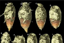 Giải mã phân hóa thạch, sướng rơn phát hiện “báu vật” vô giá 