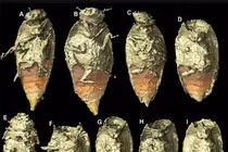 Giải mã phân hóa thạch, sướng rơn phát hiện “báu vật” vô giá 