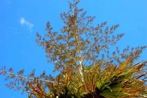 Cọ tự tử và những loài thực vật quý hiếm nhất hành tinh