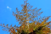 Cọ tự tử và những loài thực vật quý hiếm nhất hành tinh