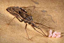 Loài bọ có "nụ hôn tử thần", đoạt mạng 10.000 người mỗi năm 