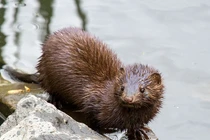 Cận cảnh loài động vật hoang dã đầu tiên nhiễm COVID-19