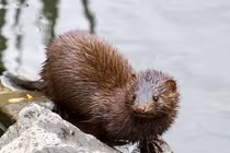 Cận cảnh loài động vật hoang dã đầu tiên nhiễm COVID-19