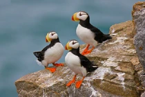 Những loài chim đẹp nhất thế giới, quý hiếm hơn cả vàng