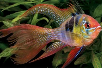 Ngỡ ngàng những loài cá cảnh đẹp, mang ý nghĩa phong thủy