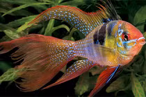 Ngỡ ngàng những loài cá cảnh đẹp, mang ý nghĩa phong thủy