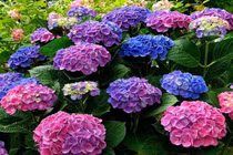 Cẩn thận với những loại hoa đẹp nhưng cực độc tại Việt Nam