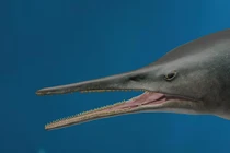 Phát hiện quái ngư độc nhất thời tiền sử, khủng khiếp như “máy nghiền thịt”