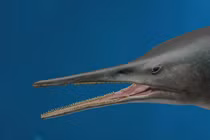 Phát hiện quái ngư độc nhất thời tiền sử, khủng khiếp như “máy nghiền thịt”