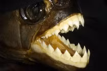 Khám phá hàm răng “cỗ máy róc thịt” với lực cắn vô địch