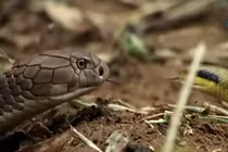 Video: Hổ mang chúa đang đói bụng gặp kẻ săn mồi lướt qua trước mặt 