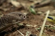 Video: Hổ mang chúa đang đói bụng gặp kẻ săn mồi lướt qua trước mặt 