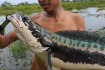 Đi câu ở đầm nước nhỏ, nông dân tá hỏa đụng “thủy quái” khổng lồ