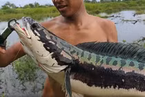 Đi câu ở đầm nước nhỏ, nông dân tá hỏa đụng “thủy quái” khổng lồ