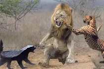 Đây là loài động vật “trẻ trâu”, không ngán bất kỳ ai trong tự nhiên