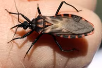 Những loài côn trùng nhỏ bé nhưng “có võ” nguy hiểm khó lường 