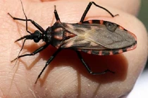 Những loài côn trùng nhỏ bé nhưng “có võ” nguy hiểm khó lường 