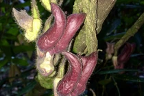 Cận cảnh loài thực vật kỳ dị mới được phát hiện ở Hà Tĩnh