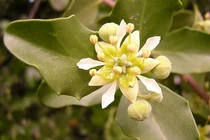 Giải mã loài cây “quý như vàng” dùng bào chế vắc xin COVID-19 