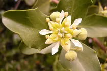 Giải mã loài cây “quý như vàng” dùng bào chế vắc xin COVID-19 