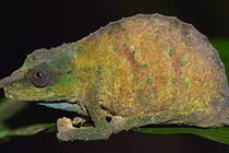 Vẻ kỳ lạ của tắc kè hoa hiếm nhất TG vừa "tái xuất giang hồ"