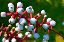 Kinh hãi những loài cây kịch độc, đoạt mạng người trong nháy mắt 