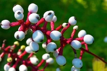 Kinh hãi những loài cây kịch độc, đoạt mạng người trong nháy mắt 