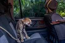 Thế giới động vật kỳ diệu qua những bức ảnh nổi bật năm 2021