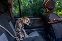 Thế giới động vật kỳ diệu qua những bức ảnh nổi bật năm 2021