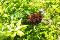 Tưởng cây dại mọc hoang, hóa ra bộ rễ có giá hàng trăm triệu 