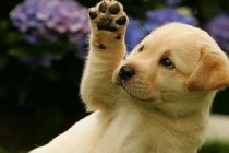 3 tuổi tiền vào như nước trong tháng 5/2022: 1 tuổi đại cát đại lợi