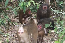 VQG Vũ Quang thả thành công 8 cá thể động vật: Toàn loài hiếm! 