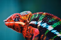 Phát hiện loài tắc kè hoa tuyệt đẹp tưởng như... đi vào sách đỏ