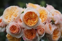 Những loài hoa đắt giá nhất hành tinh, có tiền cũng khó sở hữu