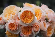 Những loài hoa đắt giá nhất hành tinh, có tiền cũng khó sở hữu